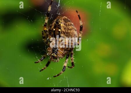 Vista in dettaglio, lato inferiore di un ragno da giardino per adulti (Araneus diadematus) nel suo Web, inizio autunno. Foto Stock