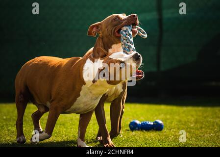 Due cani amstaff terrier giocare tog di guerra fuori. Divertimento di cane giovane e vecchio in cortile. Foto Stock