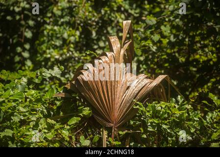 Il fronte dell'albero delle palme Sabal che è morto e caduto fuori dalla chiocciola dell'albero in una scena dei boschi della Florida centrale del nord. Foto Stock