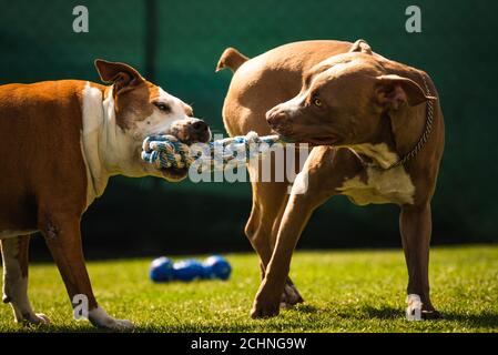 Due cani amstaff terrier giocare tog di guerra fuori. Divertimento di cane giovane e vecchio in cortile. Foto Stock