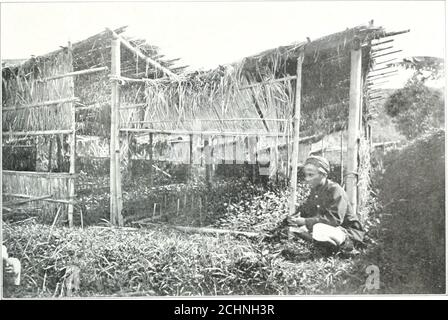 . Le grandi culture dell'isola di Giava. 30 foto . sull'eleva, ma ali^o sul clima. In un clima piovoso le piante non sono impostate così spesso in un clima drv. Semina-trame per tlie college-albero. Foto Stock