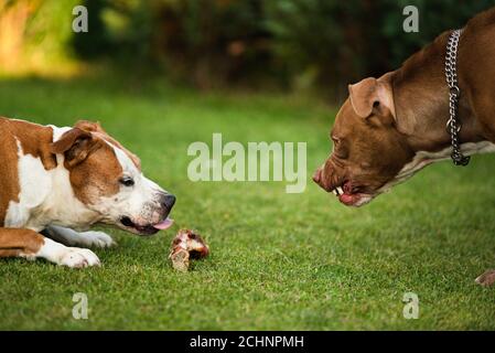 Due cani amstaff terrieri lotta per il cibo. Comportamento aggressivo del cane giovane e vecchio. Foto Stock