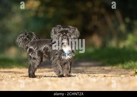 Un cane Bolonka si alza su un sentiero e guarda in la fotocamera Foto Stock