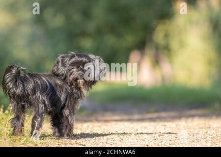 Un cane Bolonka si alza su un sentiero e guarda in la fotocamera Foto Stock