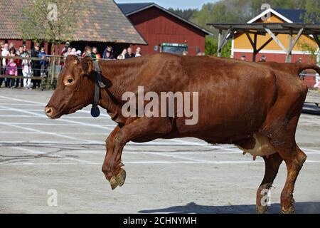 Le vacche appena viene rilasciato per la primavera, lotti di peopels guardando a questo evento. Un nuovo li culturale in Svezia Foto Stock