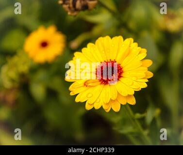 fiore di calendula gialla nella sala curzon dell'università di dhaka Foto Stock