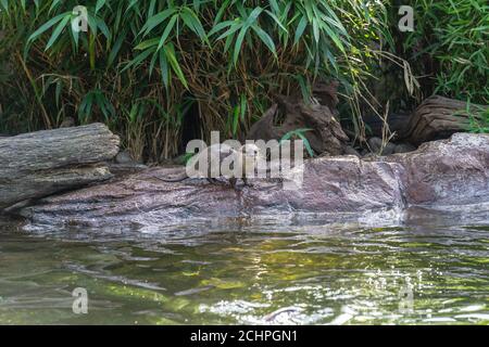 Le lontre sono mammiferi carnivori nella sottofamiglia Lutrinae.Playful lontre su la riva del fiume Foto Stock