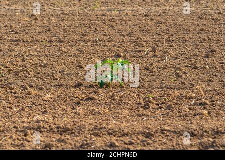 Una sola erbaccia che cresce al centro di un campo agricolo arato preparato per la semina. Foto Stock