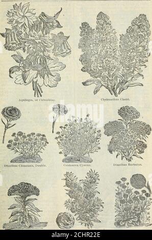. Catalogo dei semi di Steckler e manuale del giardino per gli stati del sud : 1901 mmmm Cosmos Birinnata Hybrida GARDEN MANUAL. PER GLI STATI DEL SUD. 105. Celosia Cristata* Balsarnina Camelia-fiorito. Calendula officinalis. 106 J. STECKI/ER SEED CO., LTD., ALMANAC E in agosto e settembre in pentole, trans-pianta in pentole piccole quando grande euough, etenere o in casa verde o una stanza vicino alla finestra, e dare un sacco di luce andair. Tenere le lampadine asciutte durante l'estate. Prezzo, per pacchetto, 25 centesimi. Correopsis. (Calleopsis.) EyeDaisy luminoso. Piante libere di fiore handsome, della coltura più facile; due a Th Foto Stock