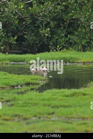 Pintail bianco-cheeked (Anas bahamensis rubrirostris) nuoto adulto Cabo Frio, Atlantic Rainforest, Brasile Luglio Foto Stock