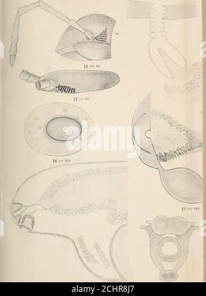 . Zeitschrift für wissenschaftliche Zoologie . Zeitschrift f.i.i. Zoologie. Bd LXXX. 21 25 fx 198) (x 25) L C. Hennings gez. Verlag von Wilhe] Foto Stock