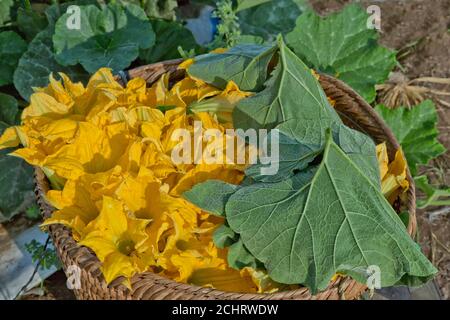 Cinese Squash 'Cucurbita pepo' fiori maschi in cesto di raccolta. Foto Stock