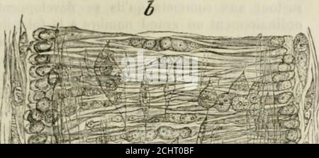 . Pathologie et thérapeutique chirurgicales générales . Foto Stock