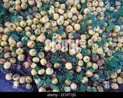 un mucchio di mele che si sono abbattuti è sdraiato sul erba Foto Stock
