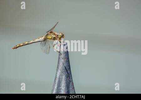 Il darter comune, una libellula verde, marrone e giallo, seduta su ringhiera di ferro nero in una giornata estiva soleggiata. Sfondo grigio sfocato. Foto Stock