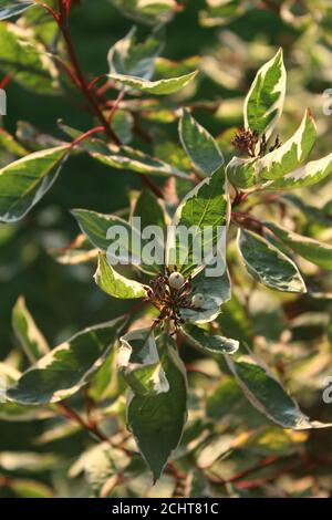 Le belle bacche bianche e le foglie variegate di Cornus alba 'Elegantissimaa', conosciuto anche come legno di dogma rosso. In primo piano all'aperto in serata tenue Foto Stock