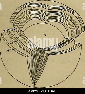 . Elementi anatomici di Quain . IL LEXS. 427 le fibre-lente, come mostra la storia del loro sviluppo, sono di Belooked su tante cellule allungate. Nello stato giovane ogni nucleo ovale chiaro hasa, ma nella lente formata da Mly i nuclei hanno dis- Fig. 365. FIET. 366.. Fig. 365. - struttura laminata della LENTE thk CRYST-ALLINE, MOSTRATA DOPO INDURIMENTO IN ALCOHOII (Arnold). 1, nucleo; 2, 2, lamellie. Fig. 366.-fibre sulla lente cristallina.350 diametri. A, vista longitudinale di fibre di crostata di crostata dal bue, che mostra i bordi dentellati. B,sezione trasversale delle fibre della lente da Foto Stock