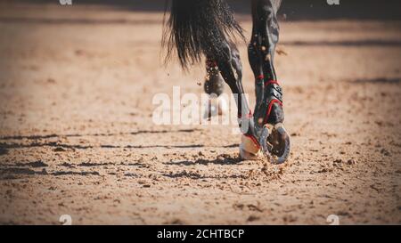 Primo piano degli zoccoli di cod di un nero elegante cavallo con una lunga coda, che corre rapidamente a un galoppo su un'arena di sabbia, illuminata dalla luce del sole. Foto Stock