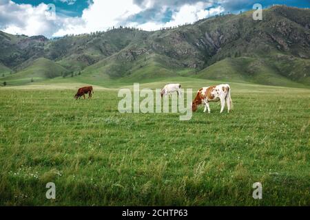 Le mucche pascolano su prati ecologici in montagna Foto Stock