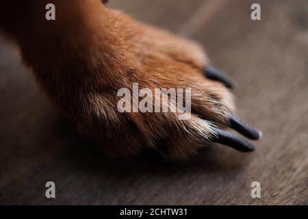 Macro foto zampe con lunghi artigli di un piccolo cane su uno sfondo di legno marrone.Dog capelli primo piano. Foto Stock