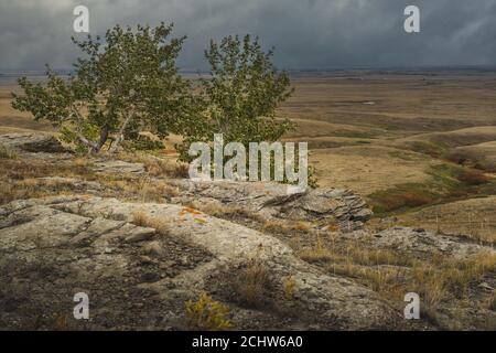 Vista delle grandi pianure dell'Alberta meridionale da Heads fraced in Buffalo Jump. Foto Stock