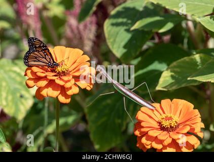 Primo piano di femmina cinese che prega mantis avvicinarsi monarca farfalla dentro giardino su zinnie arancio Foto Stock