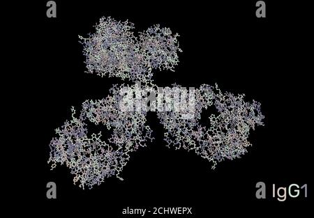 Immunoglobulina, IgG1, anticorpo monoclonale. PDB: 1IGY. Illustrazione. Rendering 3D Foto Stock