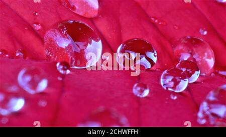 Gocce d'acqua su un petalo di fiori rosa Foto Stock