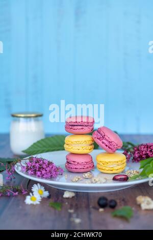 Macaron rosa e giallo su piastra bianca su una superficie di legno con frutti selvatici e fiori selvatici, muesli e latte su sfondo di legno blu Foto Stock