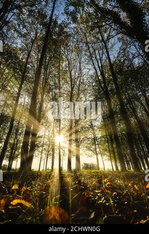 Vista del sottobosco di un boschetto di pioppo in autunno al tramonto Foto Stock