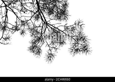 Rami di pino con lunghi aghi da vicino, foto di silhouette nera isolata su sfondo bianco Foto Stock