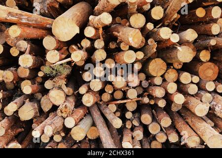 mazzo di alberi abbattuto vicino a un sito di registrazione. fuoco selettivo Foto Stock