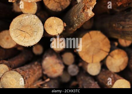 mazzo di alberi abbattuto vicino a un sito di registrazione. fuoco selettivo Foto Stock