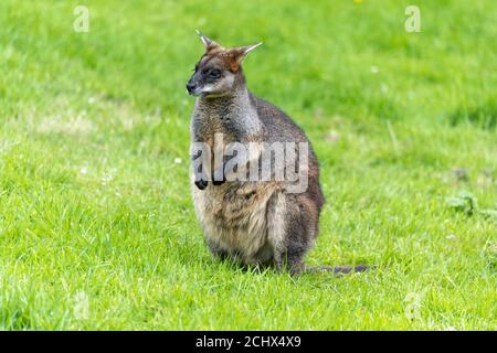 Wallaby palude (Wallabia bicolore) nel recinto di Wallaby Outback allo Zoo di Edimburgo, Scozia, Regno Unito Foto Stock