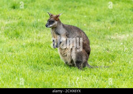 Wallaby palude (Wallabia bicolore) nel recinto di Wallaby Outback allo Zoo di Edimburgo, Scozia, Regno Unito Foto Stock