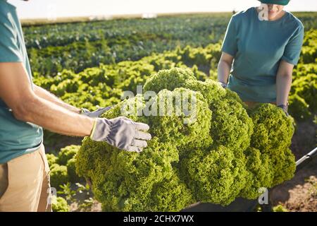 Ripresa tagliata di due lavoratori che caricano il raccolto su carrello mentre si sta in piedi a piantagione di verdure all'aperto in luce del sole, copia spazio Foto Stock