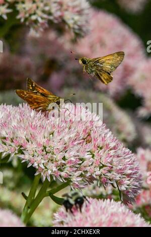 Skipper Butterfly - Hesperiidae - on Autumn joy sedum - Ilotefio - farfalle diurne su crassulacciae - Papilionoidea Foto Stock