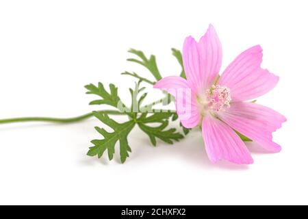 Più grande muschio mallow fiori isolati su sfondo bianco Foto Stock