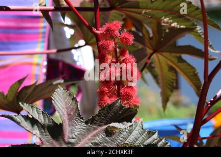 Fiore rosso di un comunis di Ricinus, il fagiolo di ricino o la pianta di olio di ricino Foto Stock