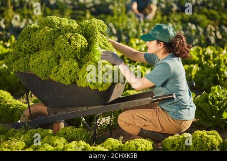 Vista laterale ritratto di una lavoratrice che carica la raccolta nel carrello a piantagione vegetale all'aperto illuminata dalla luce del sole Foto Stock