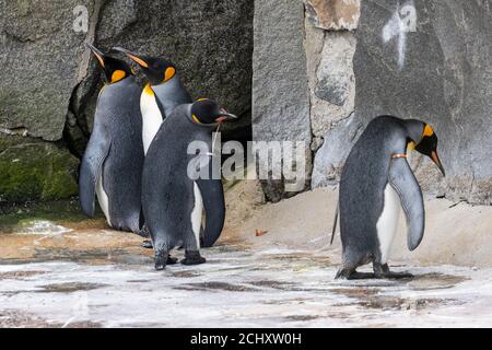 Corso di laurea gruppo di pinguini re (Aptenodytes patagonicus) nel contenitore dei pinguini presso lo Zoo di Edimburgo, Scozia, Regno Unito Foto Stock