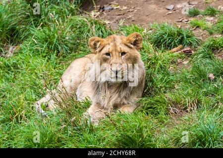 Cucciolo di leone asiatico maschile (Panthera leo persicus) che riposa in recinto allo Zoo di Edimburgo, Scozia, Regno Unito Foto Stock