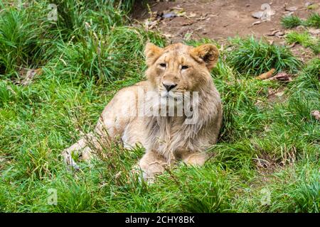 Cucciolo di leone asiatico maschile (Panthera leo persicus) che riposa in recinto allo Zoo di Edimburgo, Scozia, Regno Unito Foto Stock