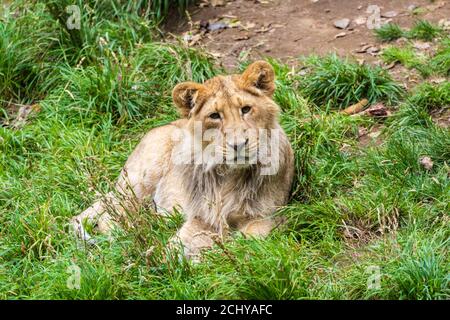 Cucciolo di leone asiatico maschile (Panthera leo persicus) che riposa in recinto allo Zoo di Edimburgo, Scozia, Regno Unito Foto Stock