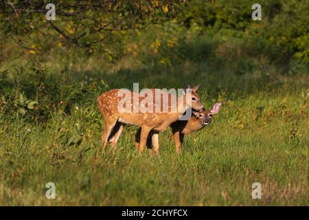 Due fawns in un campo del Wisconsin settentrionale. Foto Stock