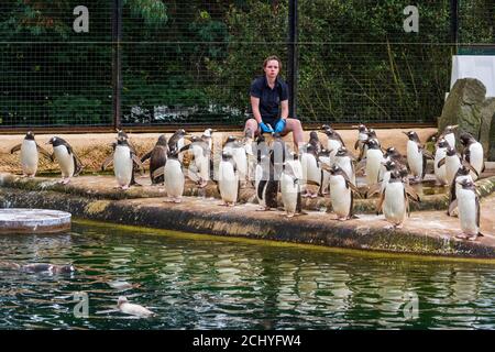 Tempo di alimentazione per i pinguini Gentoo (pygoscelis papua) nel recinto dei pinguini allo Zoo di Edimburgo, Scozia, Regno Unito Foto Stock