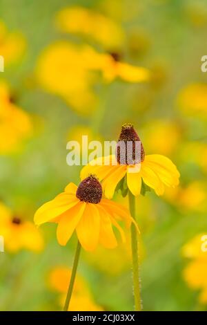 Fiori di susan dagli occhi marroni. Foto Stock