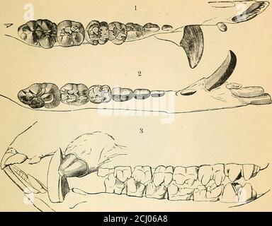 . Un testo-libro di fisiologia comparativa per gli studenti e i professionisti della medicina comparativa (veterinaria). Egli crescita della mascella e la necessità di denti più forti, eitheras armi di difesa e di attacco o per i più efficace-ally per assicurare e preparare il cibo. I denti permanenti sono alsomore numerosi rispetto ai denti del latte. La dentizione dei nostri animali domestici può essere espresedthus : Dos. Cat. Man. Maiale- Ox. Cavallo. 3-3Incisors, oq 1-1canine, y.r 3-3 1-1 3-3 1-1 2-2 1-1 2-2 1-1 3-3 1-1 3-3 1-1 0-0 0-0 3-3 1-1 3-3 1-1 3-3 1-1 3-3 0-0 3-3 0-0 4-4premolari, t^7 3-32-22-22-23-33-33-33-33-33-30- Foto Stock