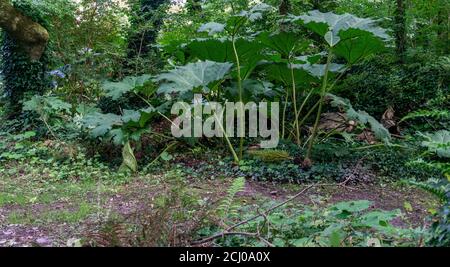 una giovane pianta di rabarbaro, gunnera manicata, in un ambiente boschivo. Foto Stock