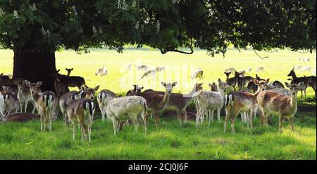 Una mandria di cervi al sole primaverile all'ombra di un ippocastano veterano in fiore Foto Stock